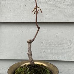 Bonsai Japan maple