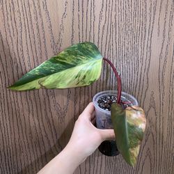 Philodendron Strawberry Shake