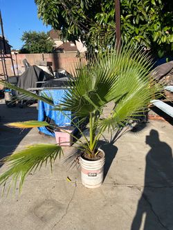 Palm tree