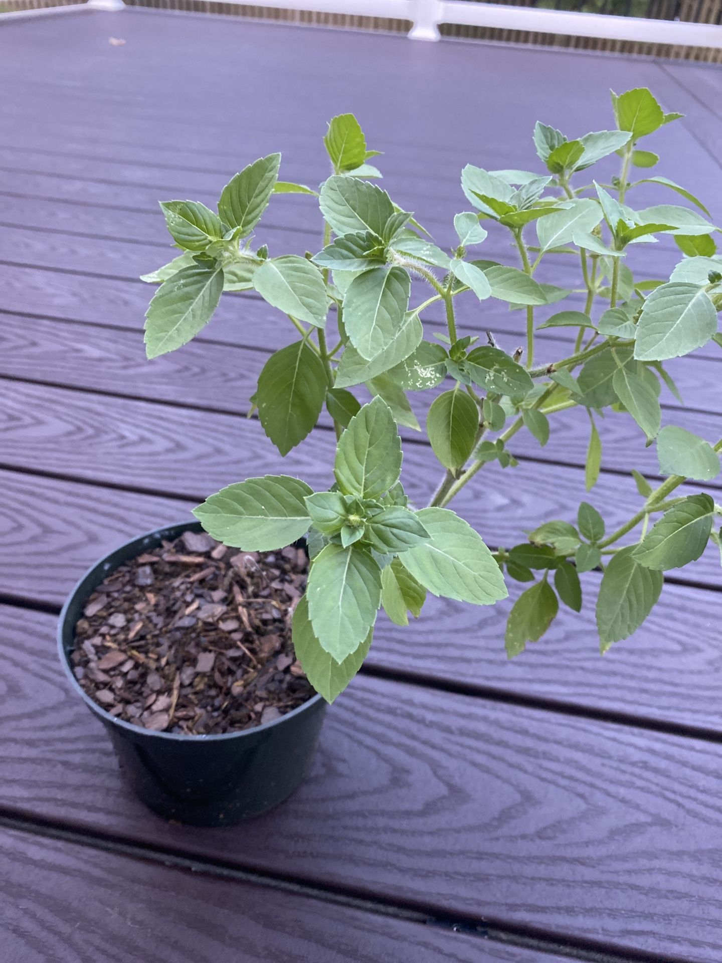 Tulsi Plants