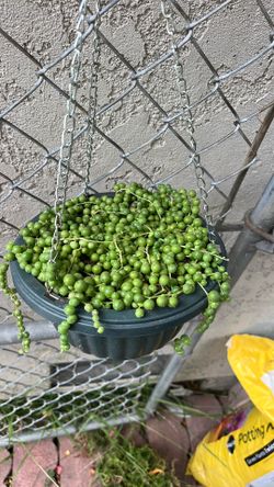 Full and rooted Live strings of Pearls plant  come in hung pot ready to enjoy in your favorite place
