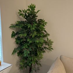 Artificial Ficus Tree (Comes as a Pair)  6ft 