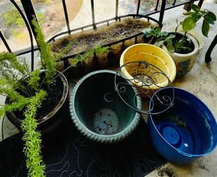 Assorted Garden Pots and Planters