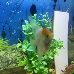 Koi Angel Fish - Large 