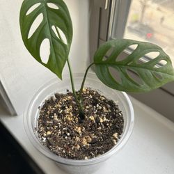 Swiss Cheese Monstera 