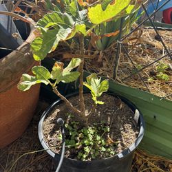 Fig Tree “LSU Black” Fruit Fast Growing Shade Tree Plant