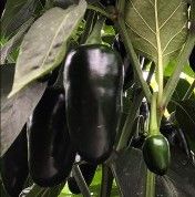 Organic Jalapeno Pepper Plants! 2026 SEASON EARLY RELEASE! Available now!