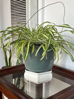 Spider Plant