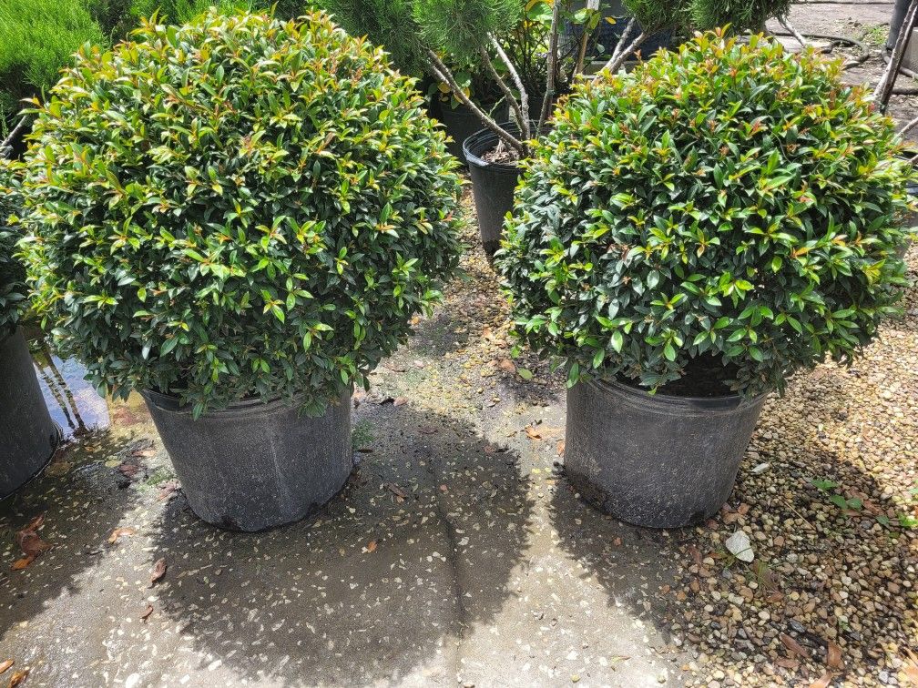 Topiaries Ball 7 gallons