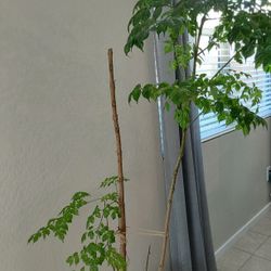 China Doll - 5 Gallon