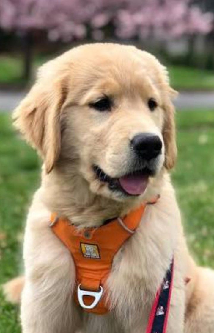 Collar Para Perrito Pequeñas 