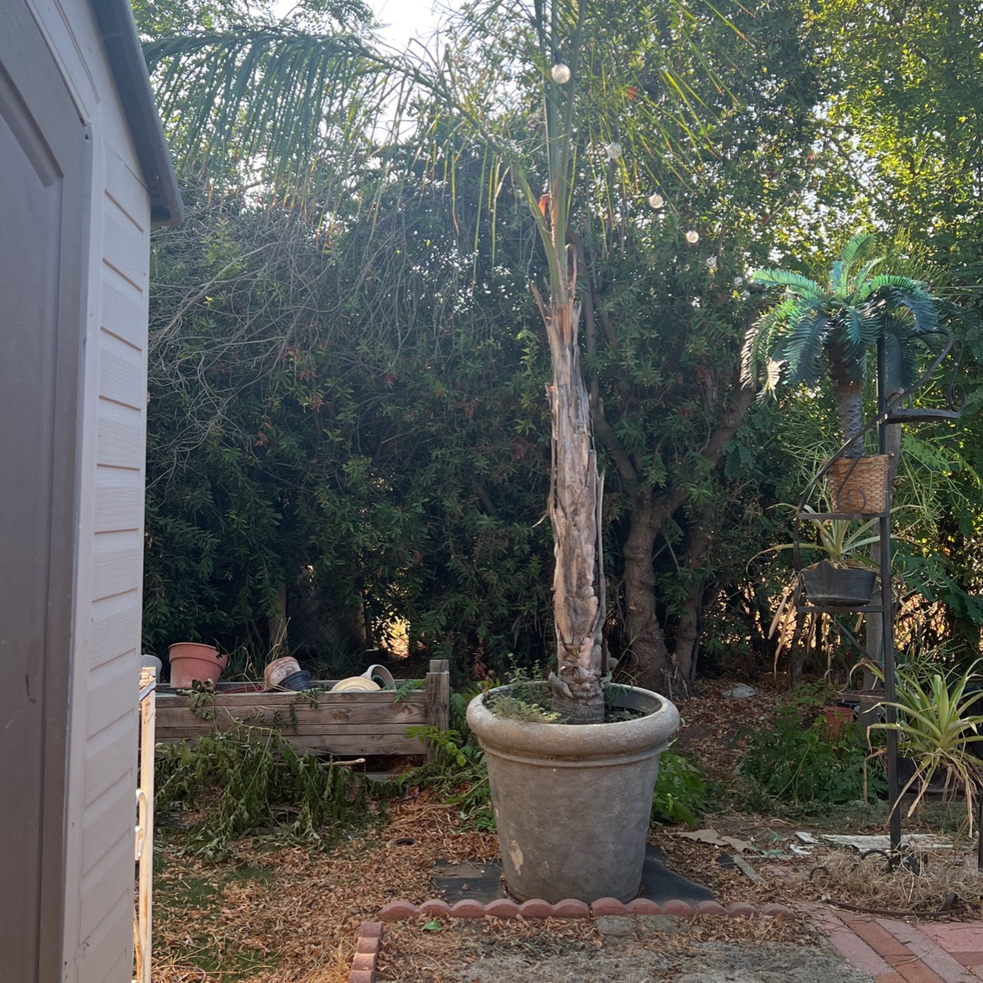 Beautiful Queen Palm 