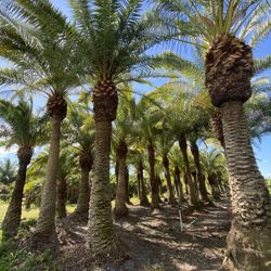 Palms For Sale - Island Canary Palms 