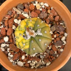 Astrophytum asterias Variegated, Nudum