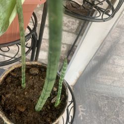 Plant for home!   Please !