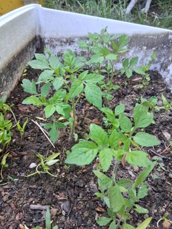Tomato in pepper plants
