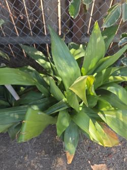 Planta de hierro