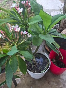 Plumeria