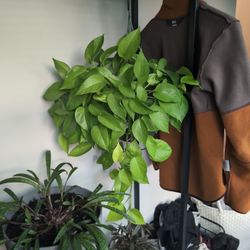 Neon Pothos Vine 