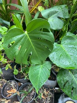 Planta