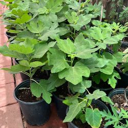 Black Mission Fig Plants $15 