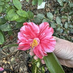 Camellia Live Plants