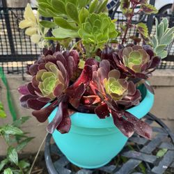 Gorgeous Succulent 