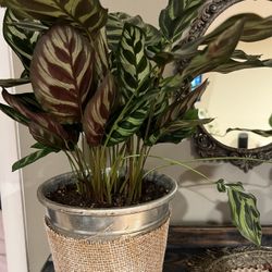 Healthy live Plants (in Terracota Pot)