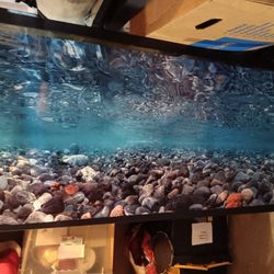 Lovely Aquarium With All The Equipment