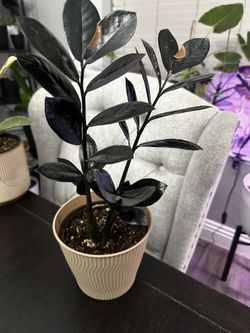 Zz Raven Plant