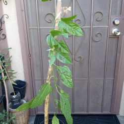 planta de pasiflora  pacion