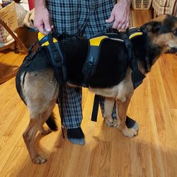Blue Dog Body Carrier For Disabled Dogs
