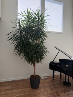 Madagascar Dragon Tree