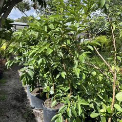 Pink guava in 7 gls pot. SPECIAL PRICE 🤩