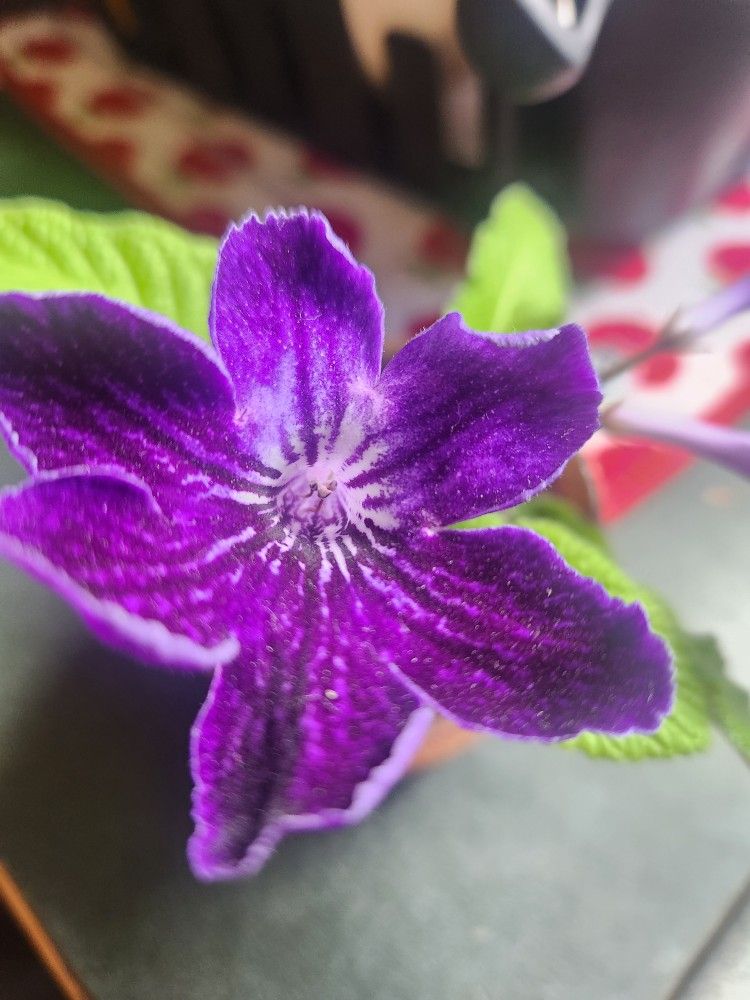 Purple Flower Plant