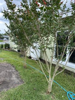 Crepe Myrtle Trees