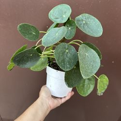6” Big Pilea Money Plant 