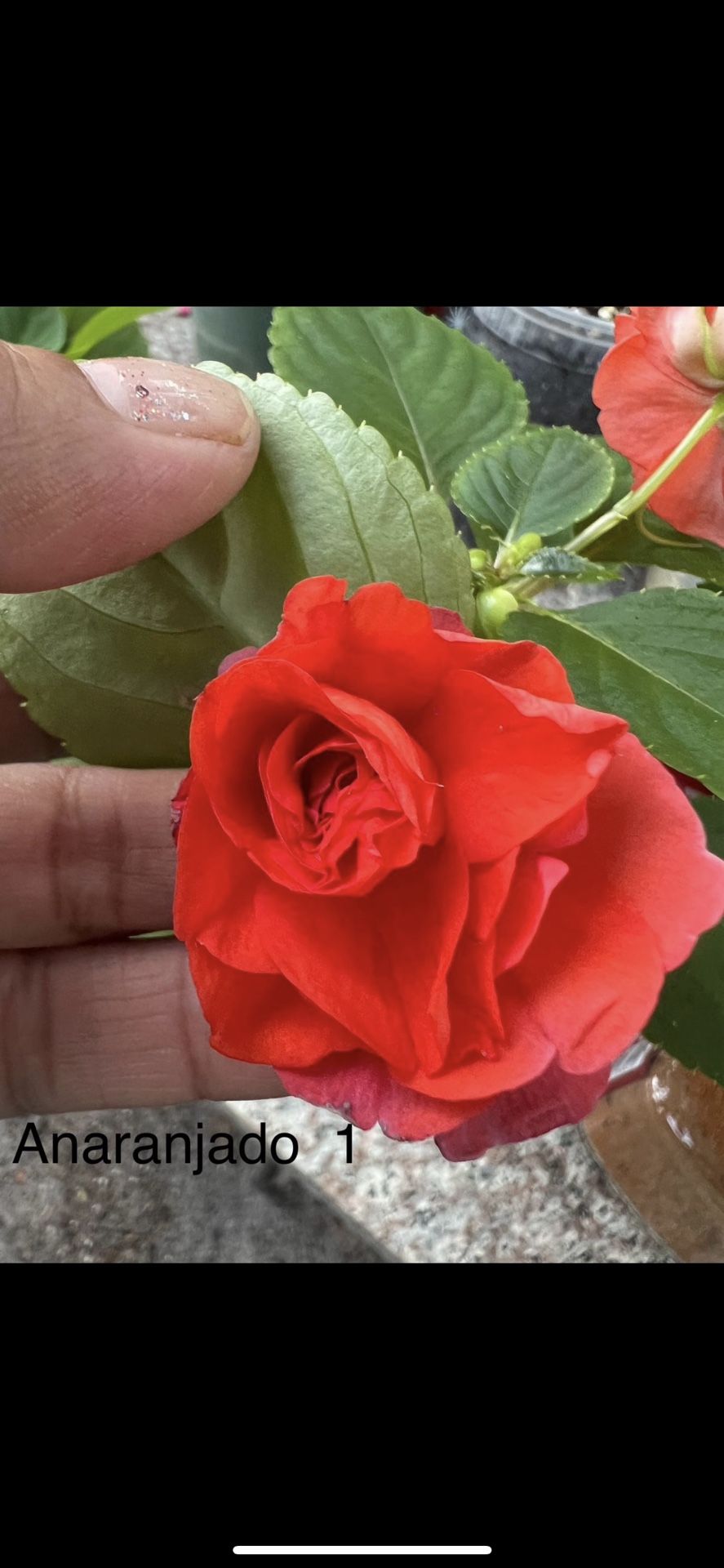 Belenes Diferentes Colores