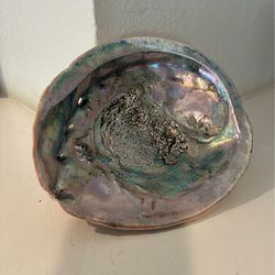 Vintage Iridescent Abalone Shell Pacific Ocean