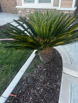 Palm Plants
