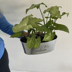 Syngonium Plant 