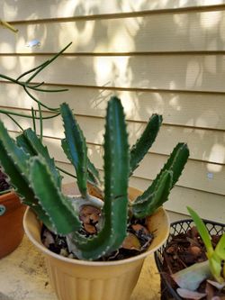 STAR CACTUS, BARE ROOT