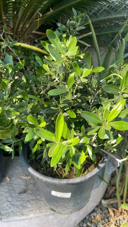 Planta de olivo