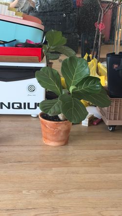 Fiddle Leaf Fig in Terra Cotta Pot