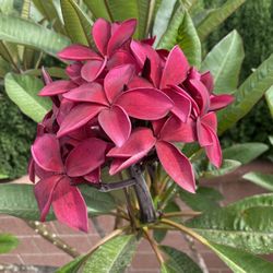 Scott Pratt Plumeria Cutting