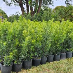 Podocarpus Instan Privacy Hedge 