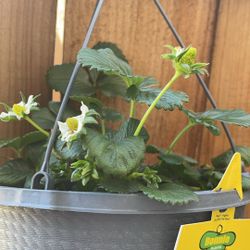 Strawberry Plant 