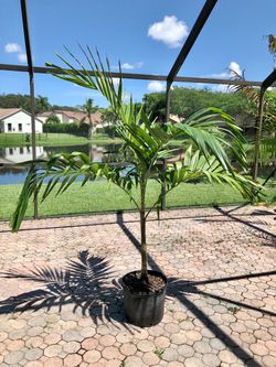 christmas palm adonidia merrillii (7 gallon)