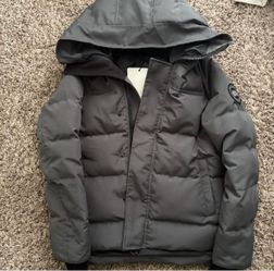 Canada goose