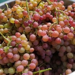 Seedless Grapes 